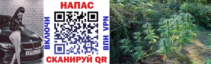 Бошки марихуана Ganja  кракен как зайти  Каменка  купить наркотики сайты 